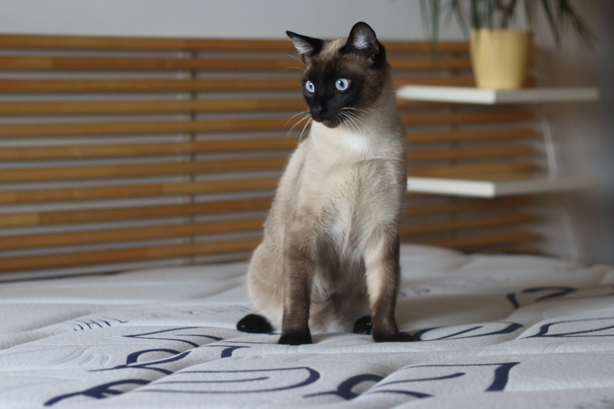 Gato em cima de um colchão